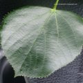 Winter-Linde oder Stein-Linde (Tilia cordata), Blatt