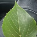 Winter-Linde oder Stein-Linde (Tilia cordata), Blattunterseite