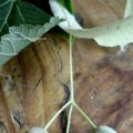 Winter-Linde oder Stein-Linde (Tilia cordata), Früchte