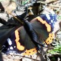 Admiral (Vanessa atalanta, syn. Pyrameis atalanta. Ein Wanderfalter.