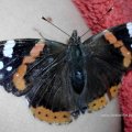 Admiral (Vanessa atalanta, syn. Pyrameis atalanta)