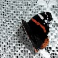 Admiral (Vanessa atalanta, syn. Pyrameis atalanta. Ein Wanderfalter.