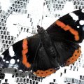 Admiral (Vanessa atalanta, syn. Pyrameis atalanta. Ein Wanderfalter.