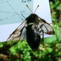 Große Birkenblattwespe oder Birkenknopfhornblattwespe (Cimbex femoratus), Pflanzenwespe (Symphyta) der Familie der Keulhornblattwespen (Cimbicidae)