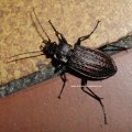 Körniger Laufkäfer oder Gekörnter Laufkäfer (Carabus granulatus), steht in Deutschland unter Naturschutz!