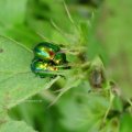 Ovaläugiger Blattkäfer (Chrysolina fastuosa), farblich sehr variabel