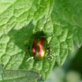 Ovaläugiger Blattkäfer (Chrysolina fastuosa), farblich sehr variabel, auf Taubnessel