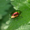 Ovaläugiger Blattkäfer (Chrysolina fastuosa), farblich sehr variabel, auf Taubnessel