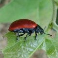 Pappelblattkäfer (Chrysomela populi), auch „Weidenblattkäfer“