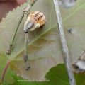 Larve des Pappelblattkäfers (Chrysomela populi), auch „Weidenblattkäfer“