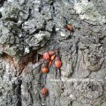 Gemeine Feuerwanze, Schuster- oder Feuerkäfer (Pyrrhocoris apterus) an einer Linde