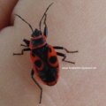 Gemeine Feuerwanze, Schuster- oder Feuerkäfer (Pyrrhocoris apterus)