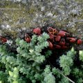 Gemeine Feuerwanzen, Schuster- oder Feuerkäfer (Pyrrhocoris apterus) im Mauerpfeffer oder Fetthenne (Sedum)