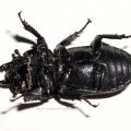 Balkenschröter (Dorcus parallelipipedus), auch Zwerghirschkäfer, dem ein Bein fehlte