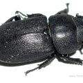 Balkenschröter (Dorcus parallelipipedus), auch Zwerghirschkäfer, dem ein Bein fehlte