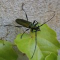 Moschusbock (Aromia moschata) Schutzstatus "besonders" gemäß BNatSchG und BArtSchV

vielen Dank für diese Aufnahme :)