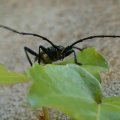 Moschusbock (Aromia moschata) Schutzstatus "besonders" gemäß BNatSchG und BArtSchV

vielen Dank für diese Aufnahme :)