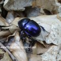 Frühlingsmistkäfer (Geotrupes vernalis)