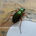 Goldlaufkäfer oder Goldschmied (Carabus auratus)