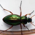 Goldlaufkäfer oder Goldschmied (Carabus auratus)