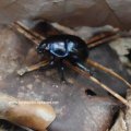 Gemeiner Mistkäfer oder Rosskäfer (Geotrupes stercorarius)