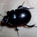 Gemeiner Mistkäfer oder Rosskäfer (Geotrupes stercorarius)