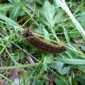 Raupe der Grasglucke oder Trinkerin (Euthrix potatoria)., Schmetterling (Nachtfalter) aus der Familie der Glucken (Lasiocampidae) im Juni.