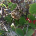 Gallische Feldwespe (Polistes dominula, früher P. gallica), auch Französische Feldwespe, aufgenommen in Süditalien (danke Amanda :) )

Sie ernähren sich räuberisch von anderen Insekten und Spinnen, aber auch von Blütennektar.