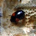 Rotfleckiger Faulholzkäfer - Tritoma bipustulata 

In Wäldern an  zähfleischigen Baumschwämmen (z.B. Daedalea, Lenzites, Trametes) und unter verpilzten Rinden; eine der häufigste Erotylidae-Arten. Die Käfer überwintern und können schon ab März an ihren Brutpilzen gefunden werden.