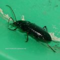 Laufkäfer (Carabidae), vermutlich der Gattung Abax