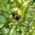 Ackerhummel (Bombus pascuorum)