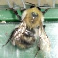 Ackerhummel (Bombus pascuorum)