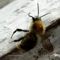 Ackerhummel (Bombus pascuorum)