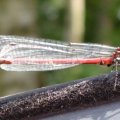 Frühe Adonislibelle oder auch Frühe Adonisjungfer (Pyrrhosoma nymphula)

einheimischen Libellen stehen unter Naturschutz