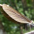 Braune Mosaikjungfer (Aeshna grandis)

einheimischen Libellen stehen unter Naturschutz