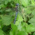 Grüne Mosaikjungfer (Aeshna viridis) 

In der Roten Liste Deutschlands in der Kategorie 1 – vom Aussterben bedroht