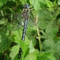 Grüne Mosaikjungfer (Aeshna viridis) 

In der Roten Liste Deutschlands in der Kategorie 1 – vom Aussterben bedroht