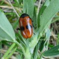 Ameisen-Sackkäfer oder Ameisen-Blattkäfer (Clytra laeviuscula)