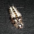 junge Raupe der Ampfer-Rindeneule (Acronicta rumicis), auch Ampfereule