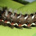 Raupe der Ampfer-Rindeneule (Acronicta rumicis), auch Ampfereule