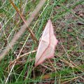 Ampferspanner (Timandra comae), auch Liebling oder Rotrandspanner