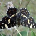 Landkärtchen der Sommergeneration (Araschnia levana f. prorsa)

 Schmetterling des Jahres 2007