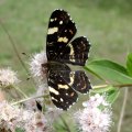 Landkärtchen der Sommergeneration (Araschnia levana f. prorsa)