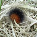 Brauner Bär (Arctia caja),ein Nachtfalter aus der Unterfamilie der Bärenspinner (Arctiinae)

Durch das Bundesnaturschutzgesetz besonders geschützt, auf der Roten Liste gefährdeter Tierarten der Bundesrepublik Deutschland auf der Vorwarnliste. In Baden-Württemberg gilt er als gefährdet (Kategorie 3). Die Art gilt als hochempfindlicher Bioindikator für naturnahe Biozönosen und als Kulturflüchter.