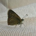 Kleiner Sonnenröschen-Bläuling (Aricia agestis) 

bevorzugte Futterpflanzen der Raupe sind  Gelbes Sonnenröschen (Helianthemum nummularium), Kleiner Storchschnabel (Geranium pusillum) und Reiherschnabel (Erodium cicutarium)

Rote Liste BRD: V (auf der Vorwarnliste)