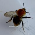 Baumhummel (Bombus hypnorum)