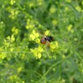 Baumwanzenfliege (Gymnosoma nudifrons)
Die Fliege ernährt sich von Pollen, ihre Eier werden an großen Baumwanzen abgelegt. Die geschlüpften Larven fressen sich anschließend in die Wanze hinein und höhlen diese von innen aus.