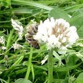 Honigbiene  (Apis) am Weiß-Klee (Trifolium repens)