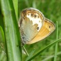 Weißbindiges Wiesenvögelchen oder Perlgrasfalter (Coenonympha arcania)

Rote Liste BRD: V (Vorwarnliste). Bundesartenschutzverordnung in Deutschland: besonders geschützt.