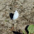 Faulbaum-Bläuling (Celastrina argiolus)